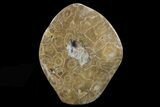 Free-Standing Polished Fossil Coral (Actinocyathus) Display #69356-1